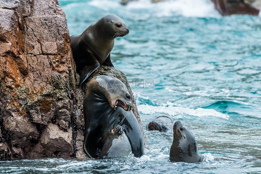 海狮为在巴列斯塔的秘鲁海岸 争夺一块岩石而战野生动物斗争游泳苦参动物哺乳动物旅行团体目的地图片