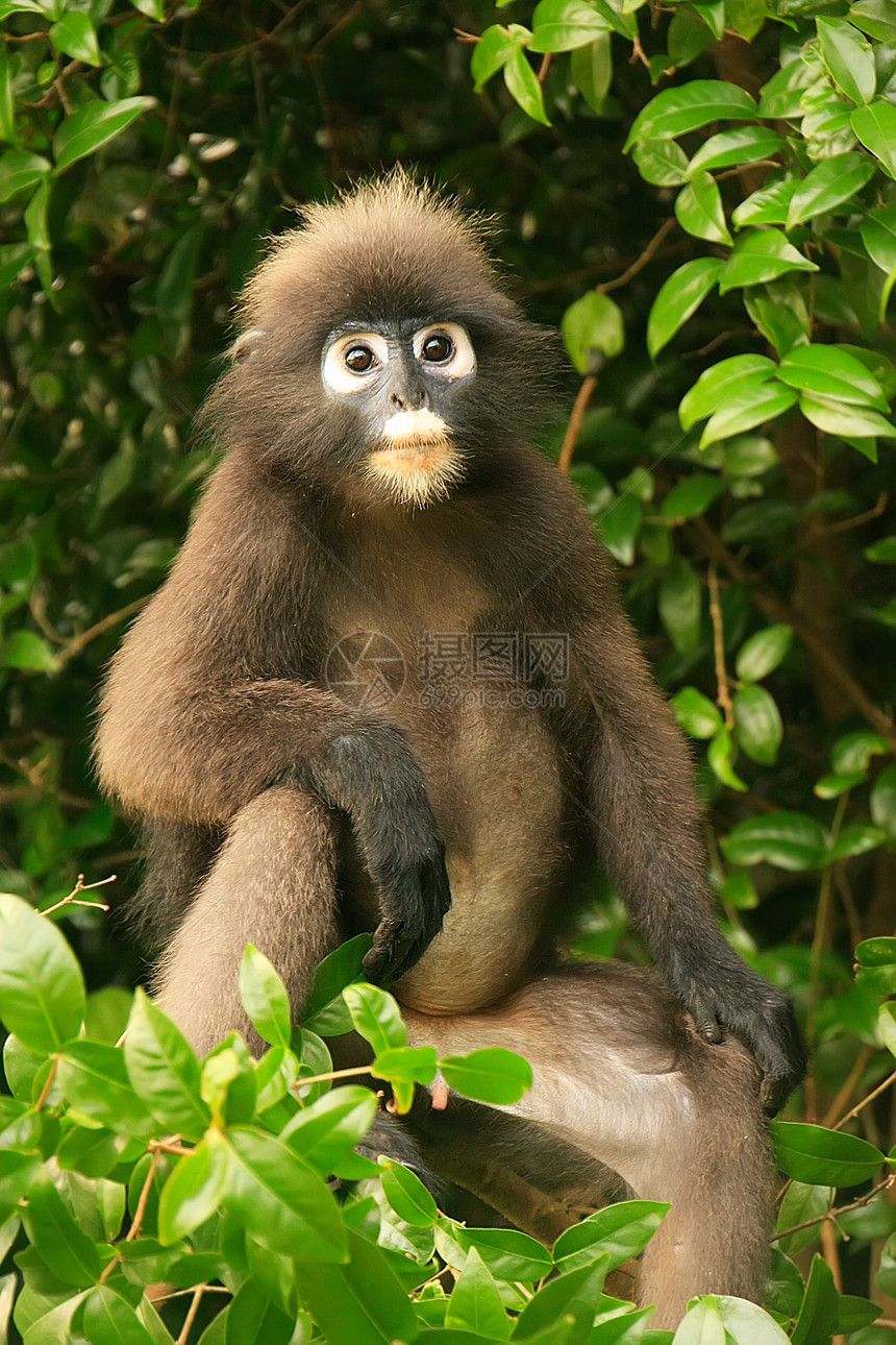 坐在一棵树旁的光辉朗古尔翁钟国家海军陆战队叶猴热带公园国家哺乳动物丛林海洋森林野生动物丁字裤图片