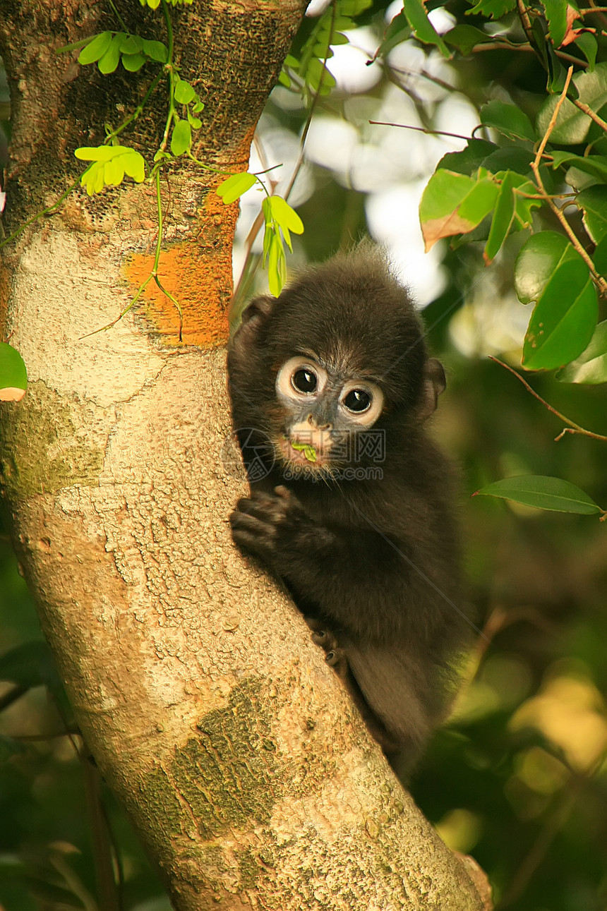 坐在一棵树旁的年轻光辉朗古人 昂钟全国马丁字裤荒野公园国家丛林森林叶子动物热带叶猴图片