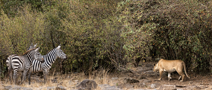看守非洲狮子猎食斑马背景