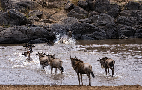跨越马拉河的野生畜群高清图片