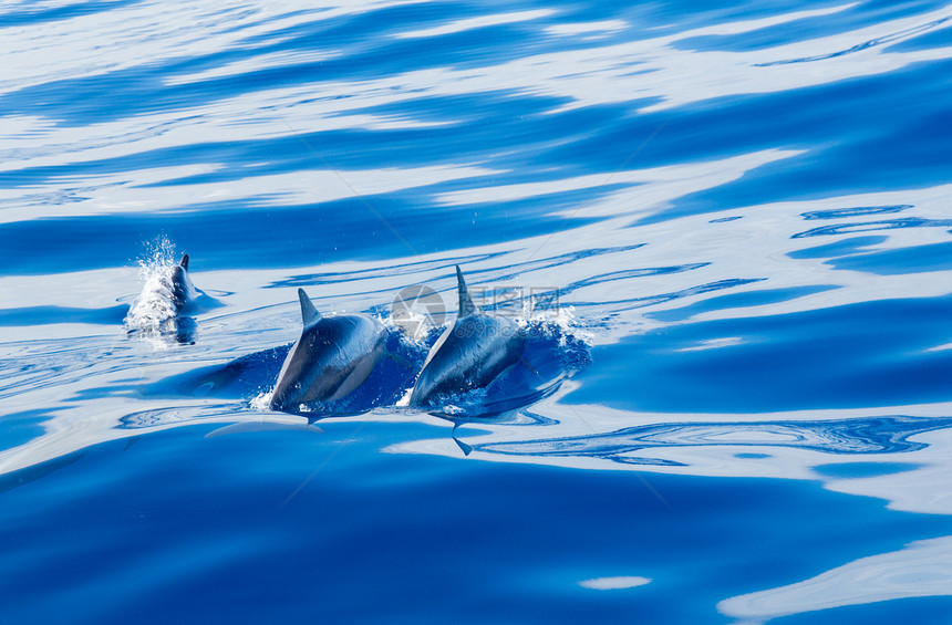 Kauai海岸外的海豚哺乳动物家庭蓝色学校荒野游泳热带团体野生动物海洋图片