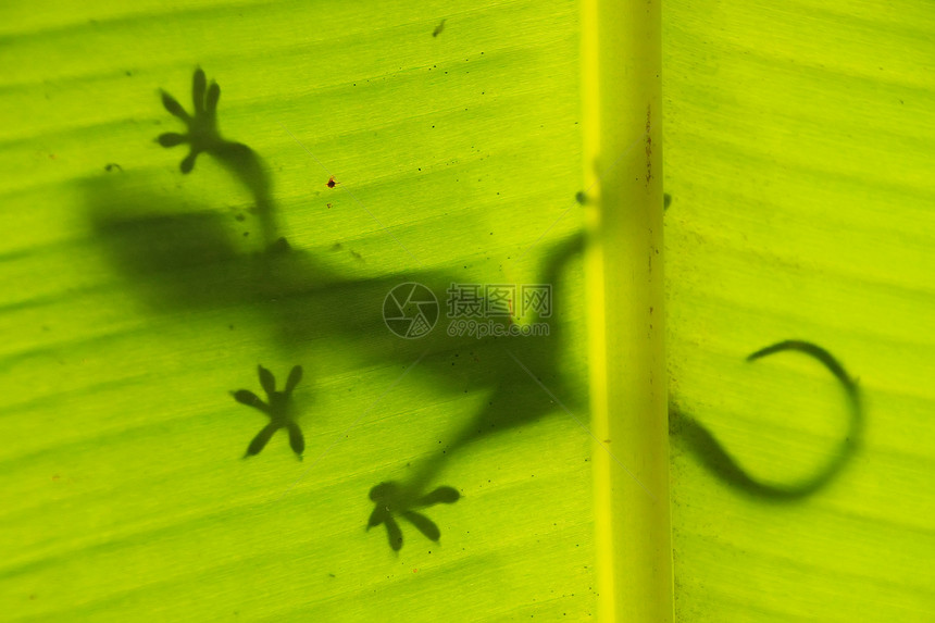 棕榈树叶上的蜥蜴塔拉布海洋森林丛林国家公园棕榈荒野丁字裤图片