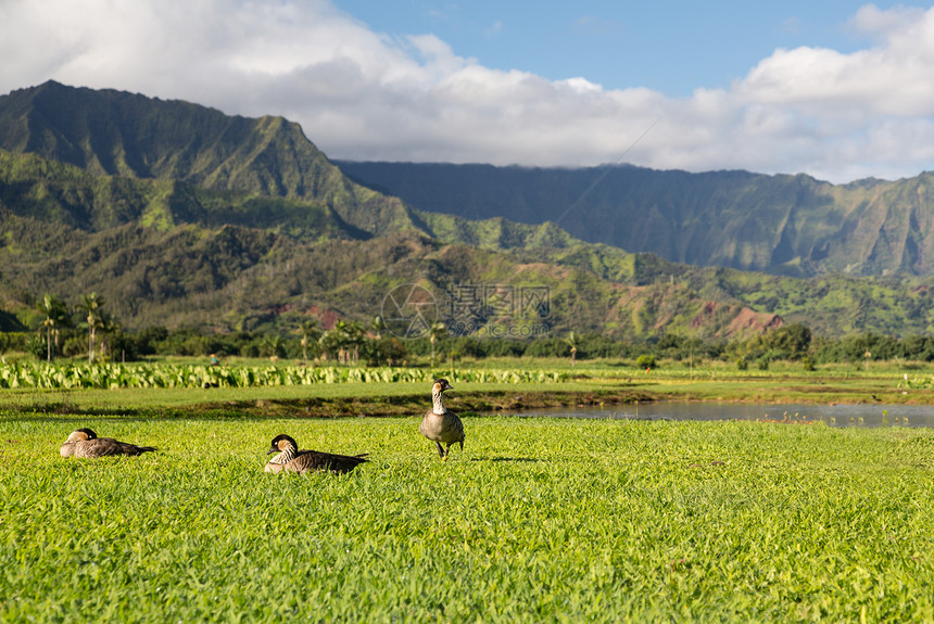 在Kauai的Hanalei山谷生长热带鸭子丘陵农业芋头植被山脉叶子树叶图片
