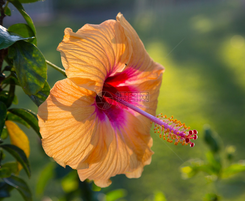 在花园里闪闪的象形花开花红色宏观花朵植物群花瓣背光晴天黄色热带橙子图片