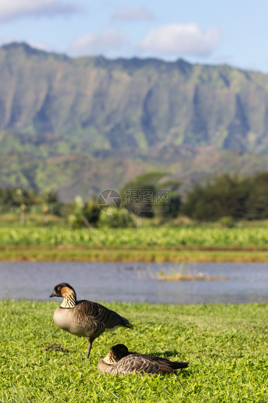 在Kauai的Hanalei山谷芋头农业农场鸭子热带植被旅行叶子树叶生长图片