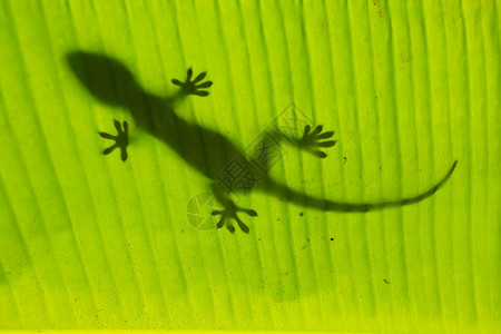 蜥蜴举着叶子棕榈树叶上的棕榈丛林海洋荒野森林实验室国家蜥蜴叶子动物背景
