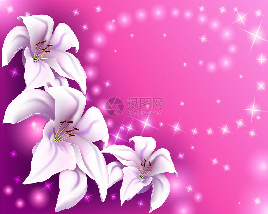 白色百合花的美丽粉红背景图片