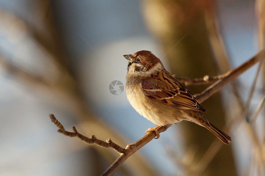 冬日麻雀闲暇鸟类鸣禽荒野休闲野生动物羽毛活动唱歌场景图片