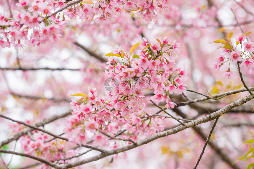 狂野喜马拉雅山樱桃春花痤疮红斑叶子花瓣木纹季节蓝色公园生长植物群图片