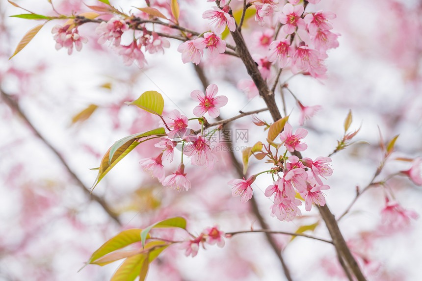 狂野喜马拉雅山樱桃春花樱花花瓣痤疮场景红斑亚科蜡质粉色图片