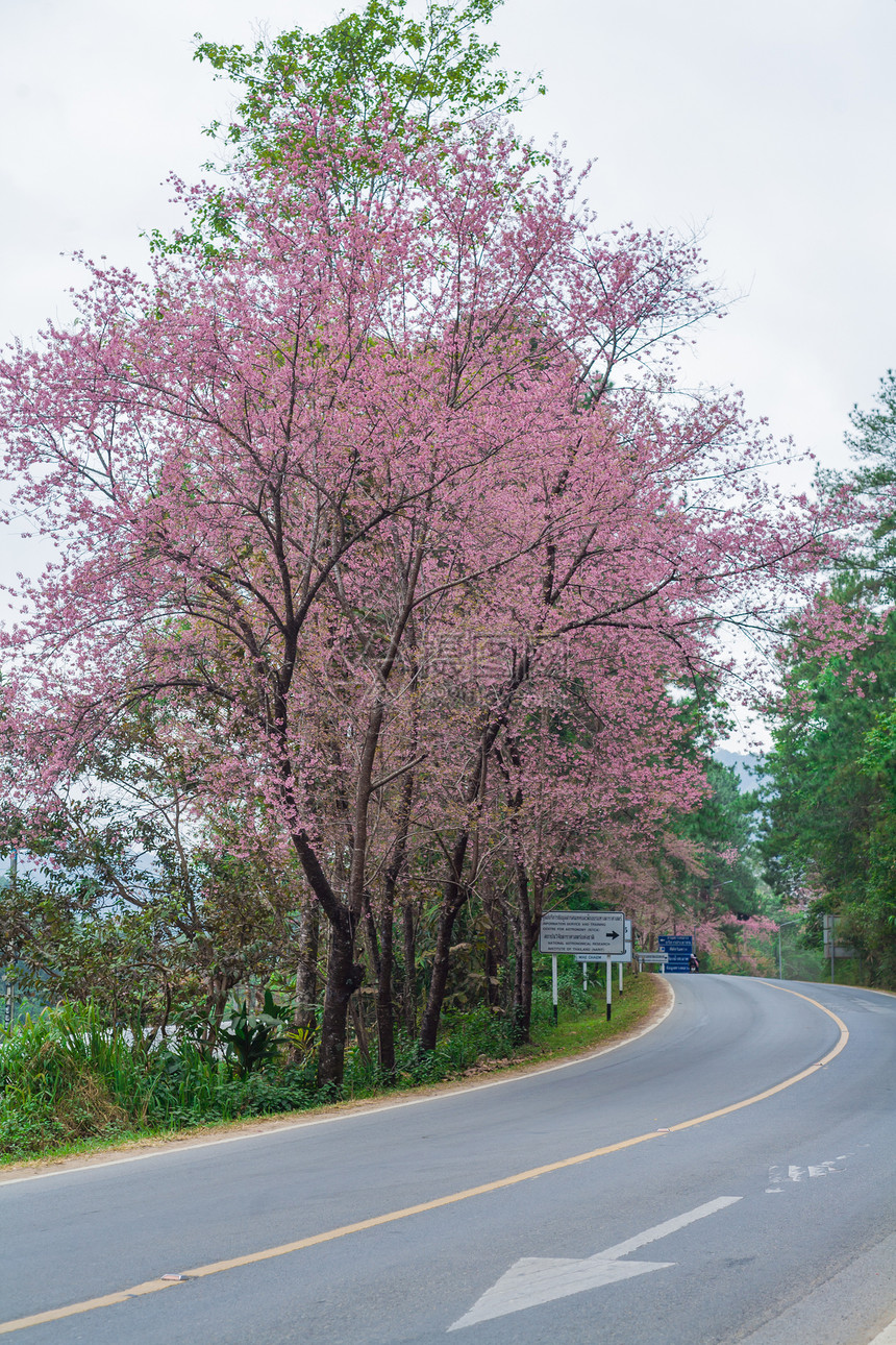 浪漫道路上的野生黑猩猩樱桃木头蓝色樱花天空花卉季节背景植物蜡质粉色图片