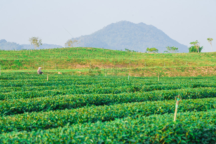 泰国清莱绿茶园 美丽新绿茶种植园风景农村山脉农场生长远景乡村国家绿色树叶图片