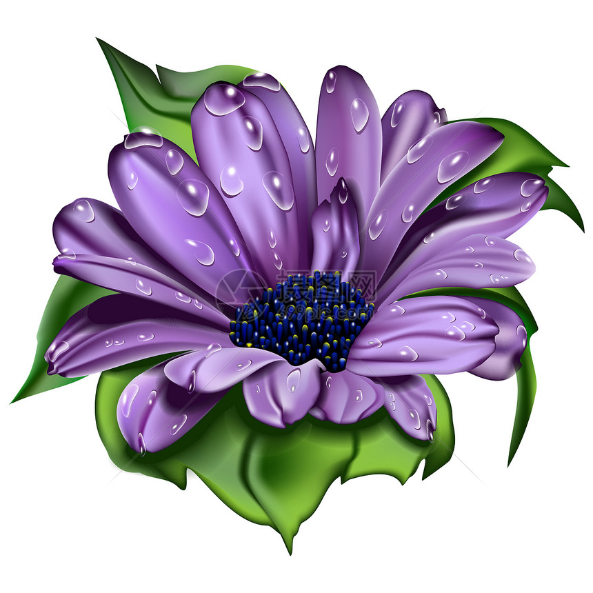 美丽的紫花花花粉插图蓝色黄色绝缘植物群绿色树叶紫色花瓣图片