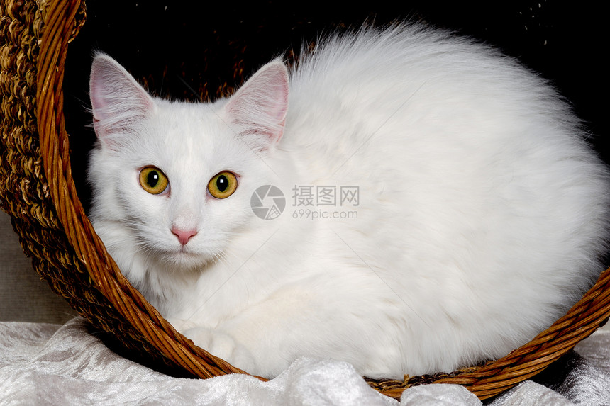 白猫在篮子里休息图片