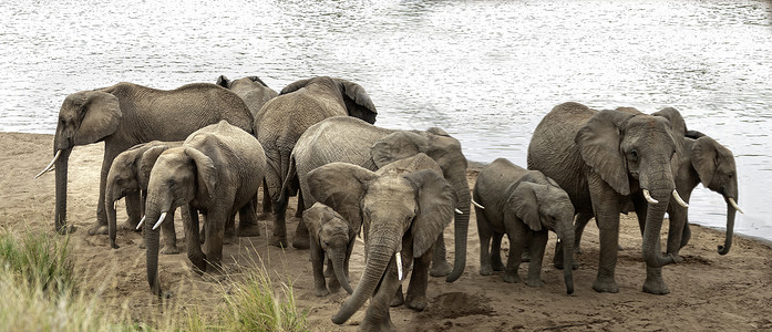 非洲布什大象的牧群 表现出防御性的行为高清图片