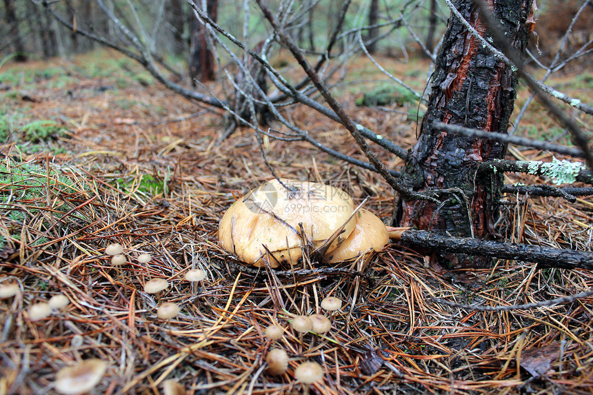 苏利勒斯的美味蘑菇衬套菌类灌木丛土地公园叶子森林羊群纠纷苔藓图片