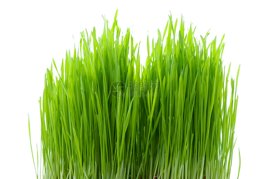 隔离在白色上的绿草刀刃谷物环境绿色草本植物生长植物农业图片