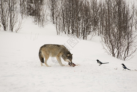 吃野狼捕食者野生动物树木森林动物鸟类危险喜鹊食物猎物背景图片