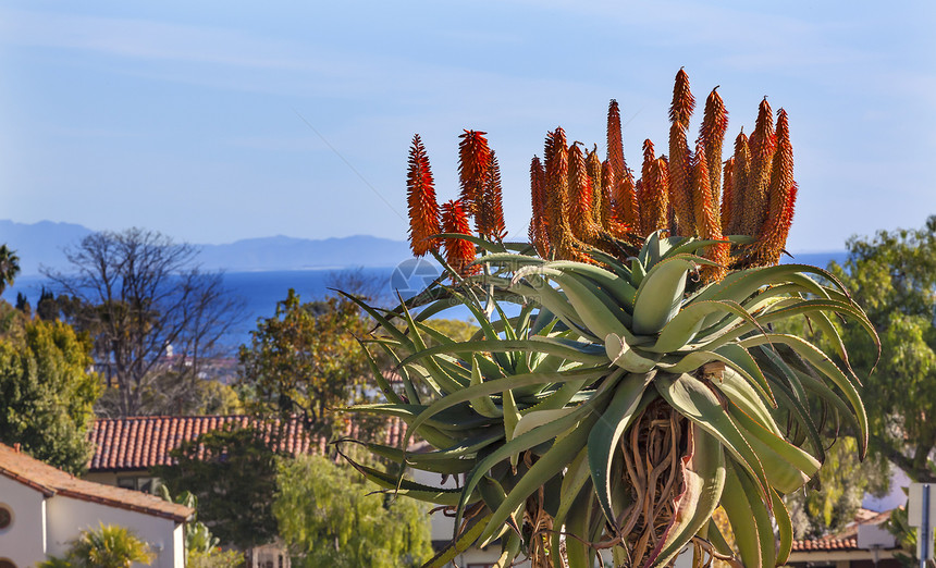 太平洋使命圣芭芭拉圣巴巴拉 加利福尼亚巨树使命生长芦荟植物公园花朵树木多肉植物植物学图片