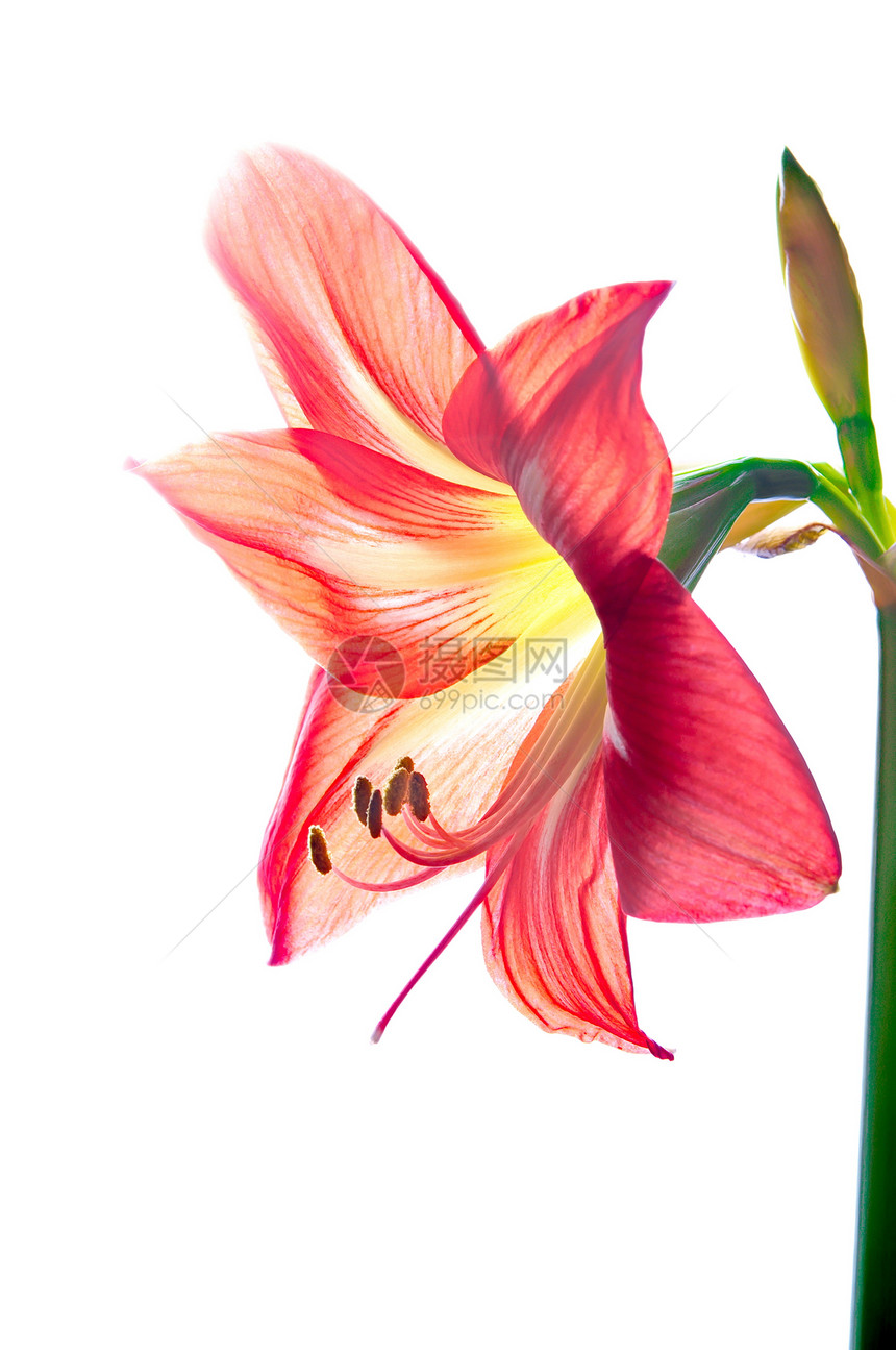 红阿玛丽丝花朵黑色花瓣百合植物群灯泡生长宏观植物花园植物学图片