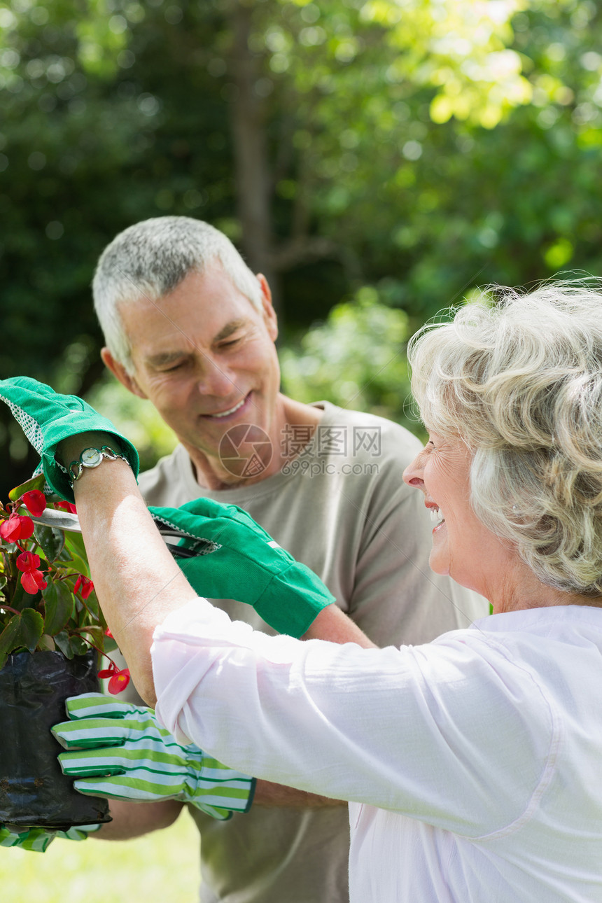 从事园艺的成年夫妇植物学老年男性女性盆栽花园植物男人修剪园丁图片