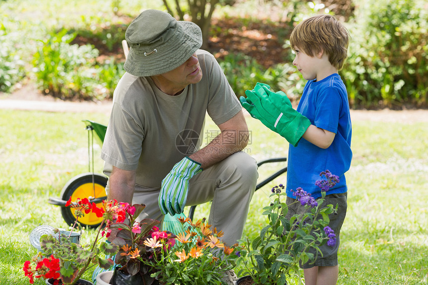 祖父和孙子从事园艺工作草地团结生长帮助植物帽子土地童年男生花园图片