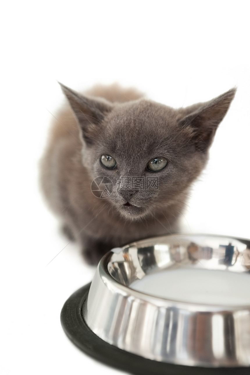 灰猫坐在牛奶碗的旁边图片