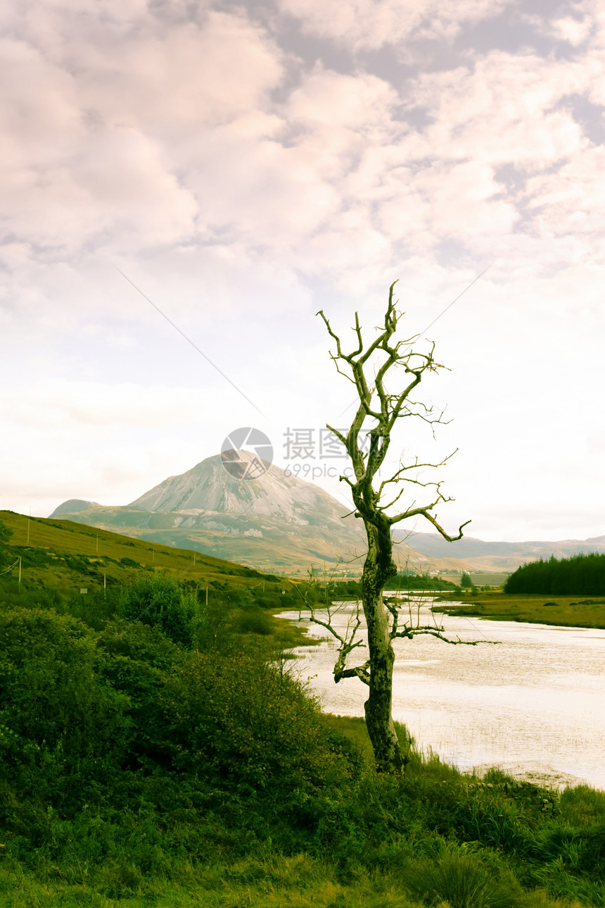 Donegal风景观的单树绿调图片