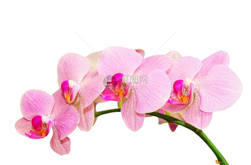 春季粉红色斑点兰花的罗马纯度分支图片