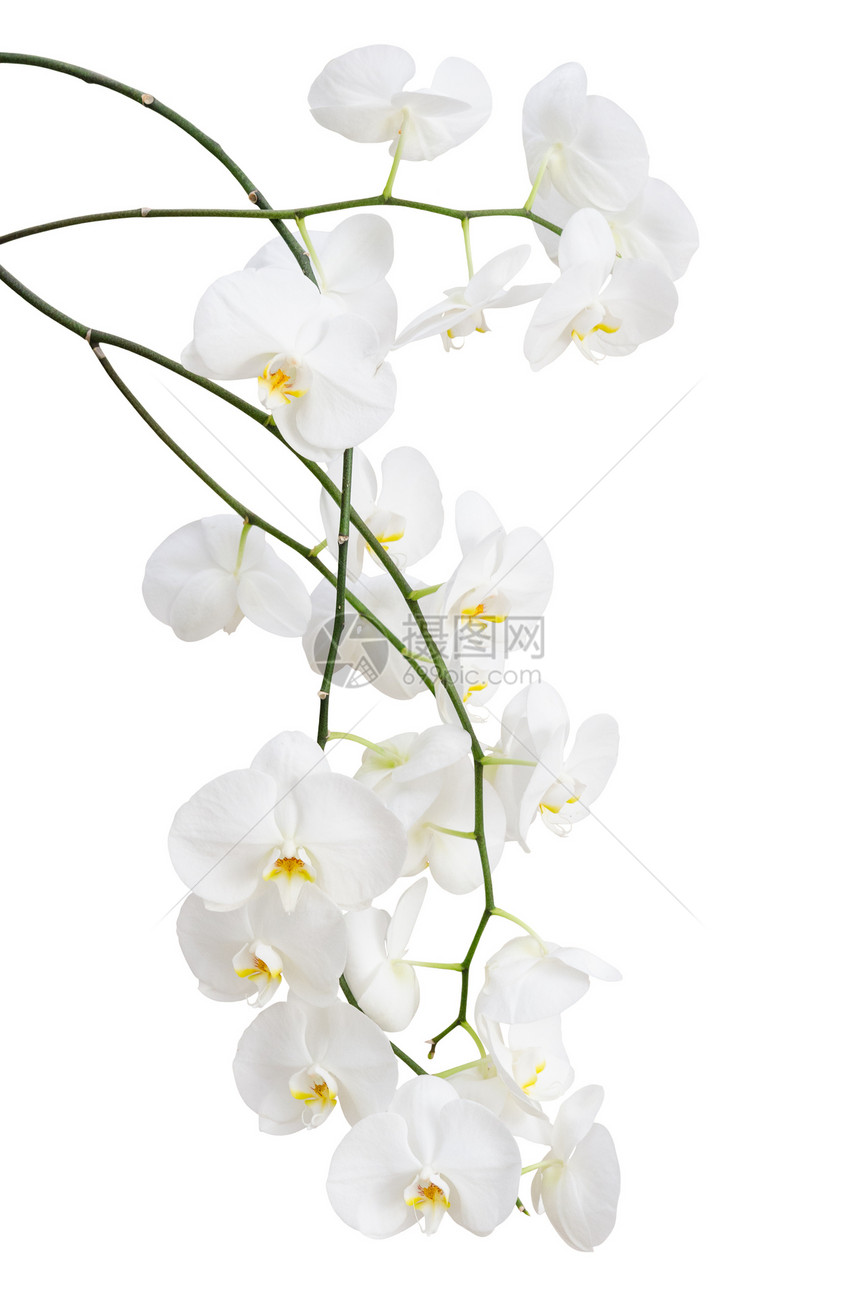 美丽的白兰花花的长长枝图片