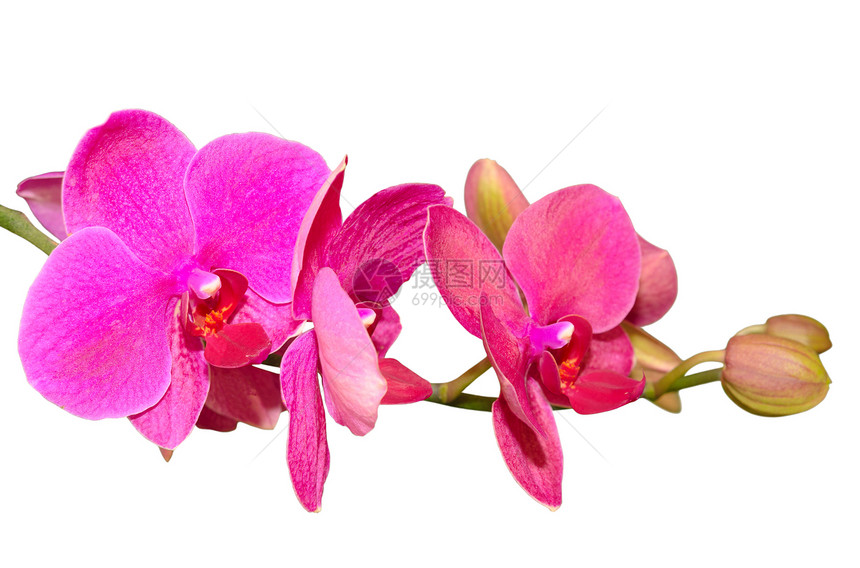 浪漫美丽的紫花兰花的分枝图片
