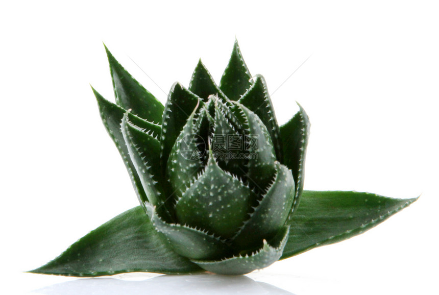 Aloe 阴阳医疗生长草本绿色叶子草本植物宏观药品化妆品皮肤图片