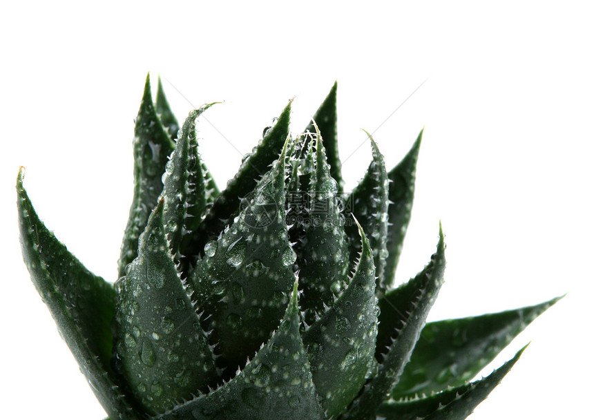 Aloe 阴阳绿色医疗宏观果汁草本草本植物化妆品植物白色生长图片