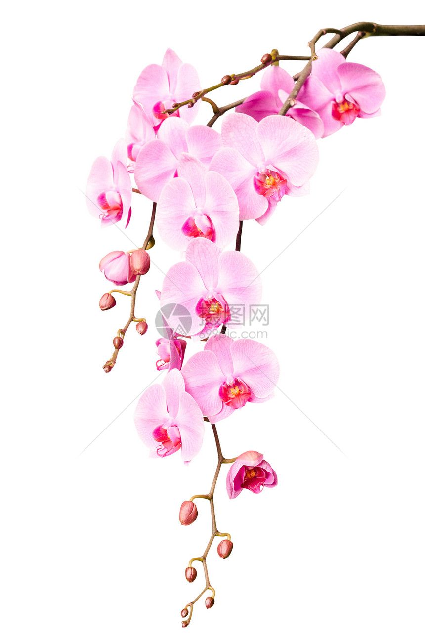 粉红色兰花中盛有鲜花的美丽的大枝子图片