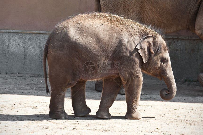 大象食草獠牙哺乳动物树干野生动物婴儿荒野动物园动物耳朵图片