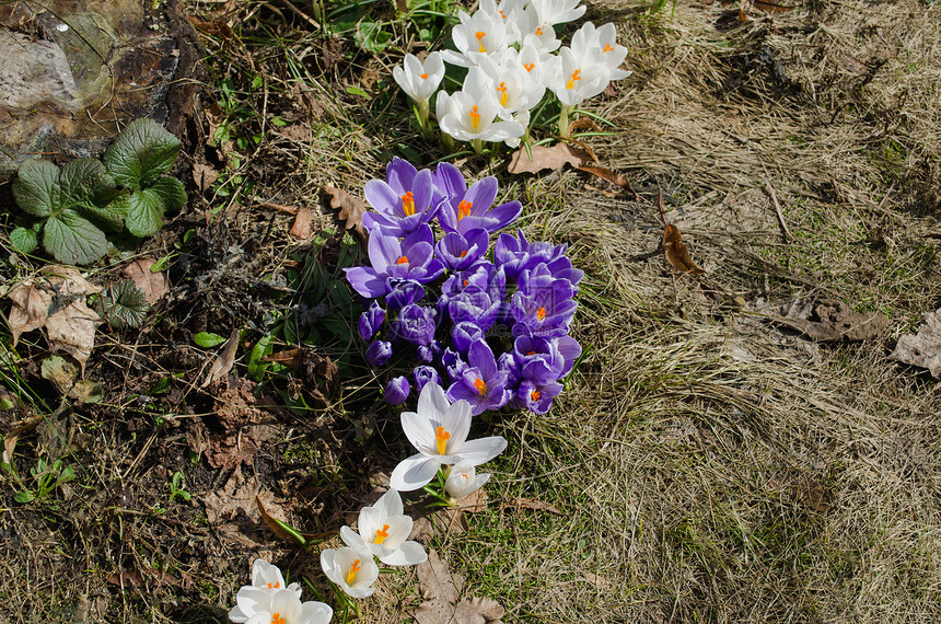 花园中多彩的春花花团图片