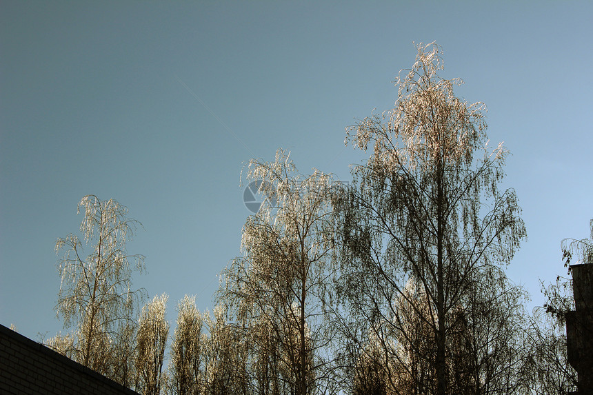 积雪中的树树木天空寒冷天气阳光白色时间蓝色植物图片