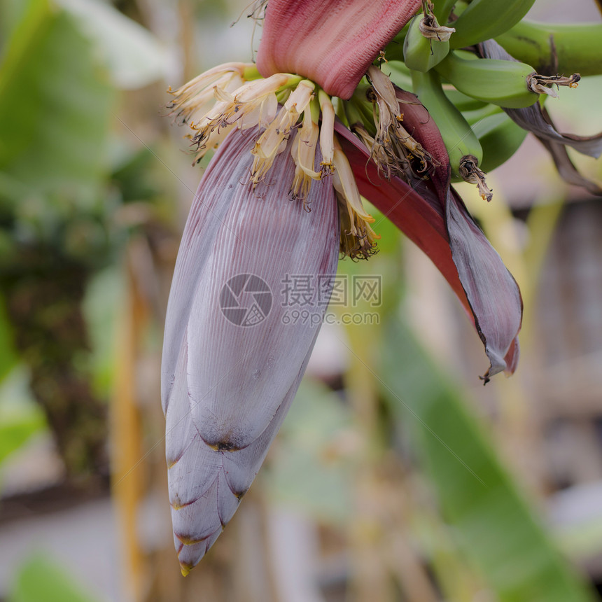 香蕉树上的香蕉巴德花瓣种植园培育投标蓝色食物植物水果丛林果园图片