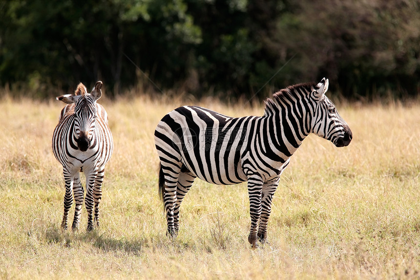 Grevy的储备肯尼亚非洲哺乳动物野生动物动物大草原马属马类旅行图片