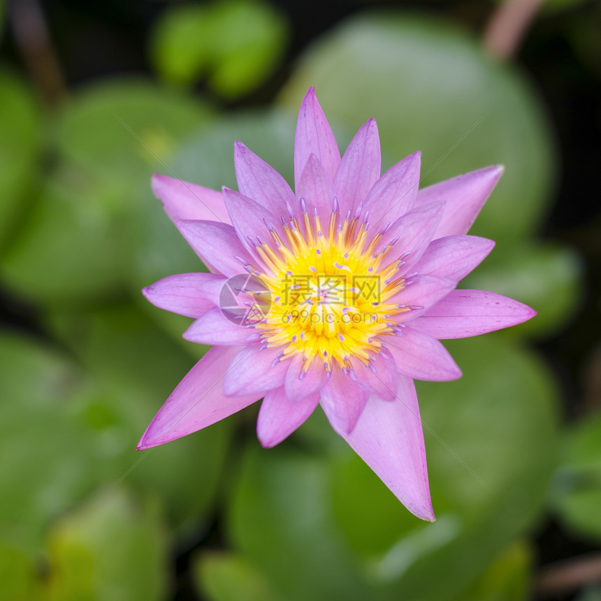 池塘中的粉莲花植物蓝色树叶植物群叶子季节情调水池紫色热带图片