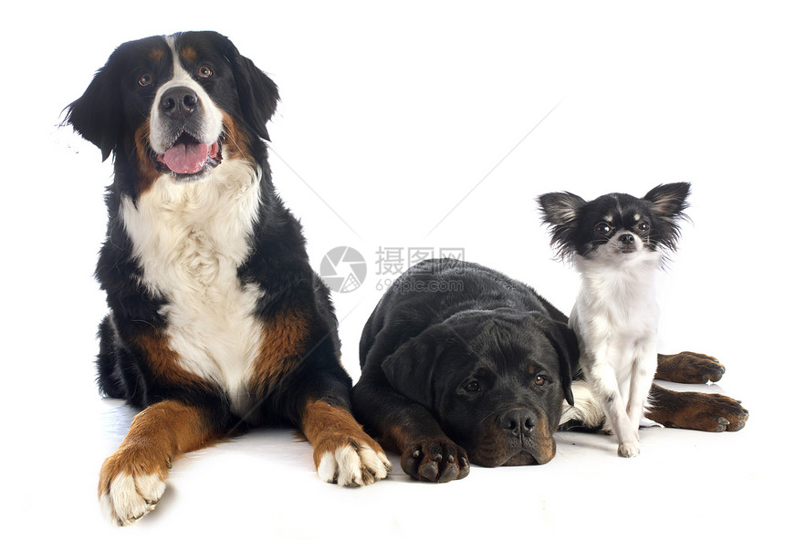 三只狗团体工作室小狗黑色山犬白色宠物三色山狗动物图片