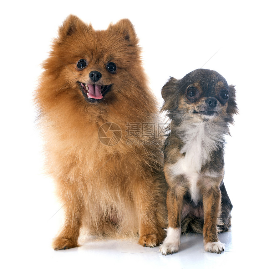 波梅拉尼亚语和吉瓦华语朋友们犬类工作室棕色小狗图片