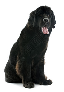纽芬兰狗黑色动物宠物工作室犬类背景图片