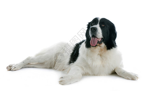寻狗启示陆地寻猎犬地主白色黑色工作室宠物犬类动物背景