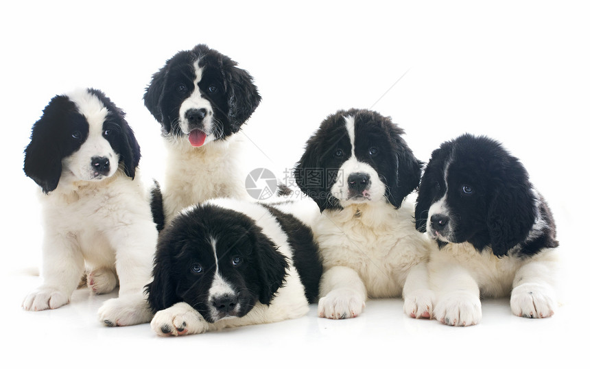 陆上采地小狗工作室白色地主黑色犬类团体动物宠物图片