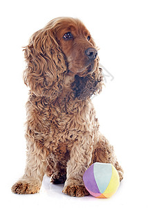 英语斗鸡犬类工作室猎犬白色宠物玩具棕色女性动物背景图片