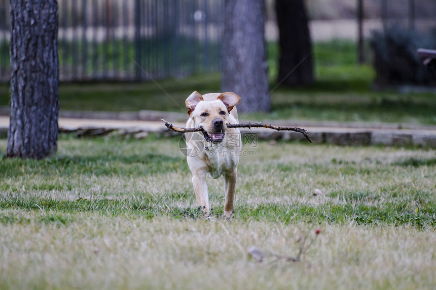 一只棕色拉布拉多犬在草丛中嘴里叼着一根棍子奔跑猎犬小狗宠物实验室鼻子家畜忠诚动物哺乳动物巧克力图片