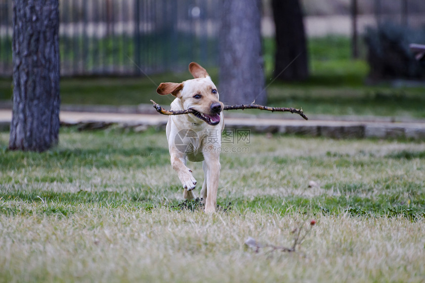 一只棕色拉布拉多犬在草丛中嘴里叼着一根棍子奔跑鼻子动物猎犬小狗巧克力哺乳动物忠诚家畜宠物犬类图片