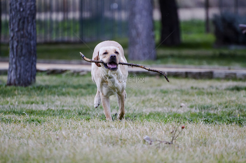 一只棕色拉布拉多犬在草丛中嘴里叼着一根棍子奔跑巧克力家畜小狗忠诚实验室猎犬哺乳动物犬类鼻子动物图片